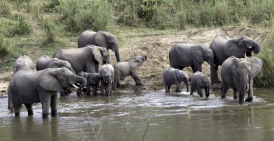 Elephants In River