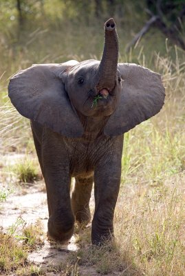 Baby Elephant