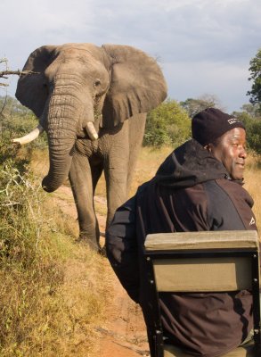 Elephant Close To Tracker