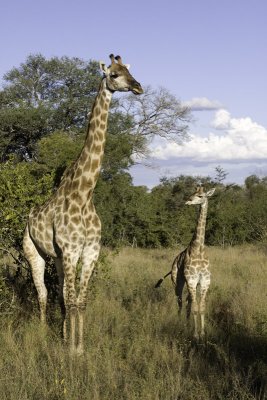 Mother and Baby Giraffe