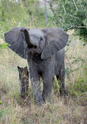 Baby Elephant