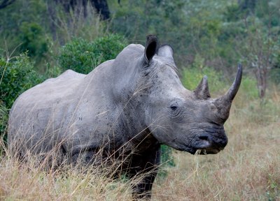 Rhino