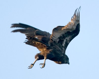 Brown Snake Eagle In Flight