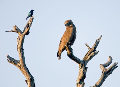 Brown Snake Eagle