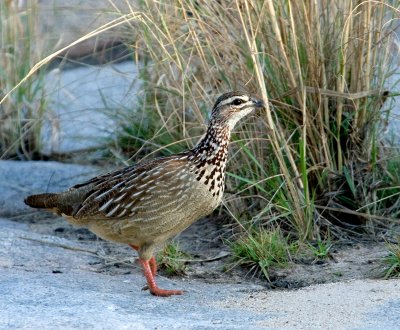 Crested Francolin