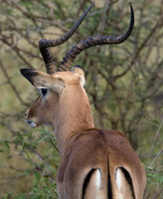 Male Impala