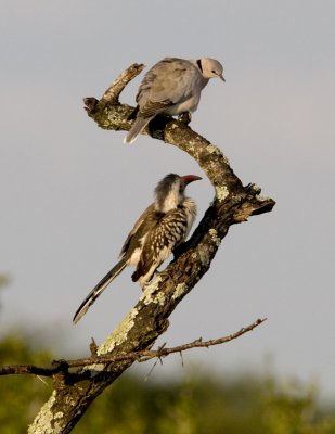 Turtle Dove and Yellow Billed Hornbill