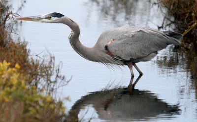 Blue Heron