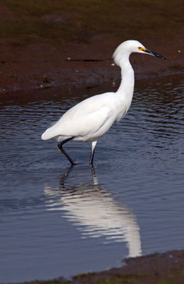 Great Egret