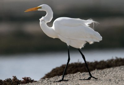 Great Egret