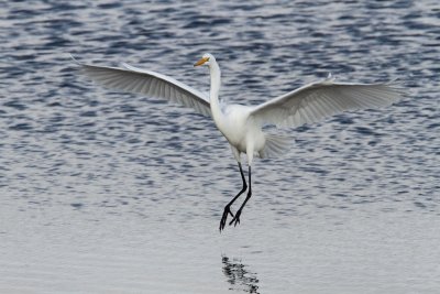 Great Egret