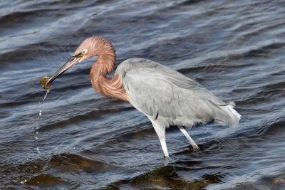 Reddish Egret