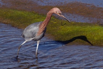 Reddish Egret