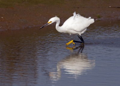 Snowy Egret