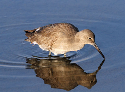 Willet