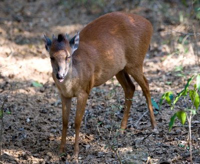 Male Red Duiker