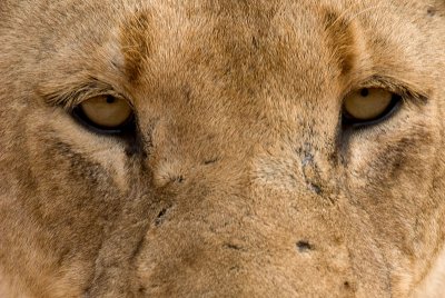 Lions Eyes 