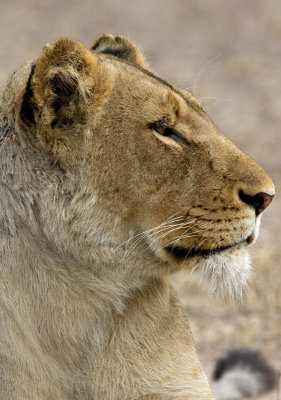 Lions of Lion Sands