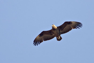 Brown Snake Eage In Flight