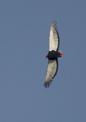 Bateleur Eagle in Flight