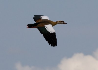 Egyptian Goose In Flight