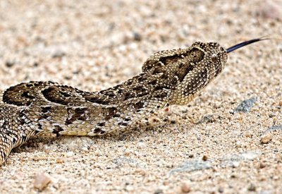 Puff Adder Close Up