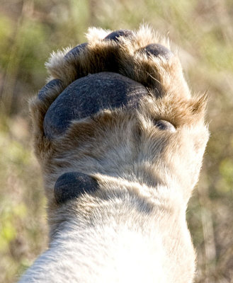 Male Lion Paw