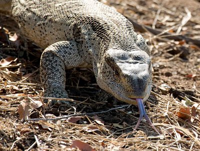 African Rock Monitor