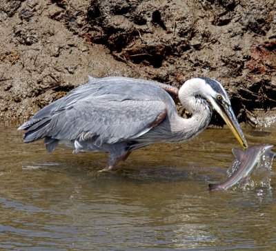 Blue Heron Fishing