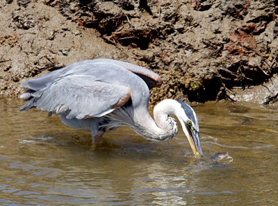 Blue Heron Fishing