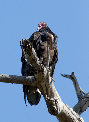 Turkey Vulture