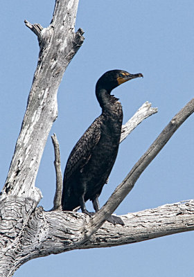 Double crested cormorant