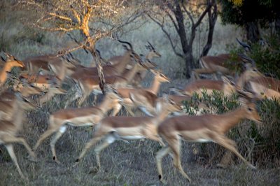 Running Impala Herd