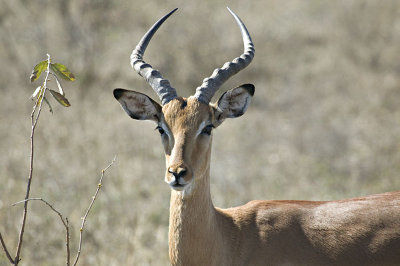 Male Impala