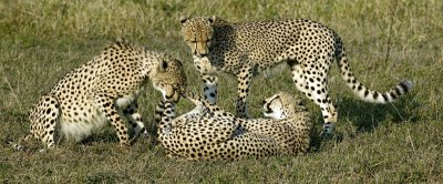 Cheetah Playing