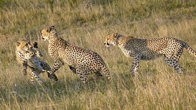 Cheetah Playing