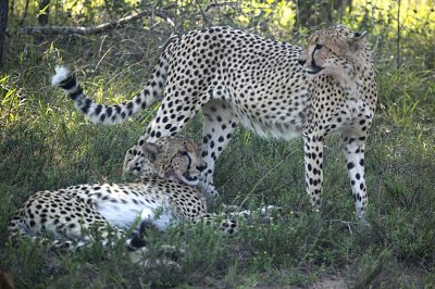 Cheetah Playing