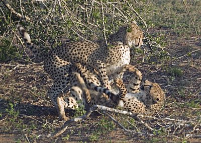 Playing Cheetah