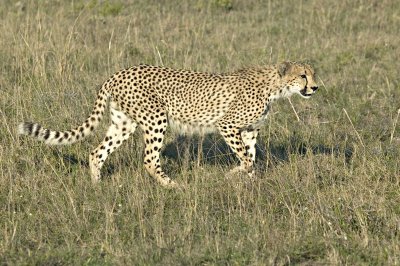 Cheetah Stalking