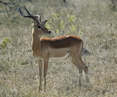 Male Impala