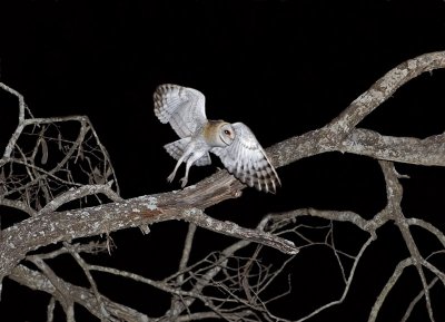 Barn Owl