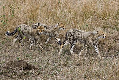 Cheetah cubs