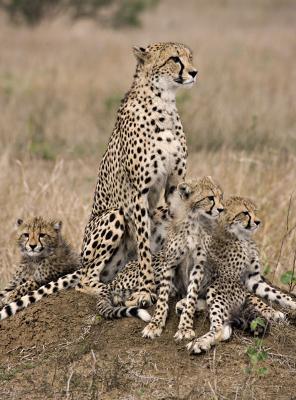 Cheetah and cubs