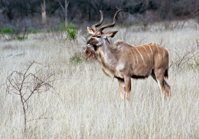 Male Kudu