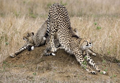 Cheetah and cubs