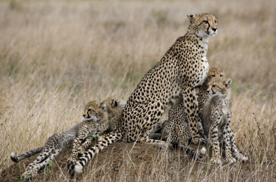 Cheetah Family