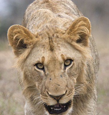 Young Male Lion