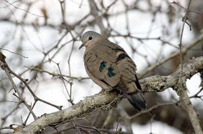 Green Spotted Dove AKA Emerald Spotted Dove