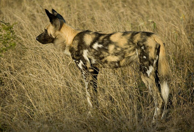 African Wild Dog