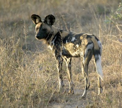 African Wild Dog